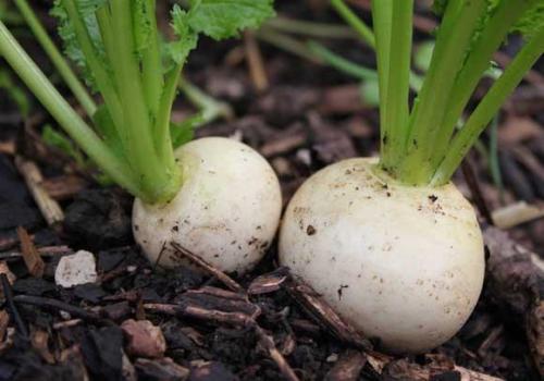Shogoin Japanese Turnip  - Heirloom Vegetable - Brassica rapa - 100 Seeds