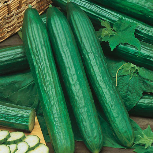 Telegraph Improved Cucumber - Heirloom Vegetable - Cucumis sativus - 5 Seeds