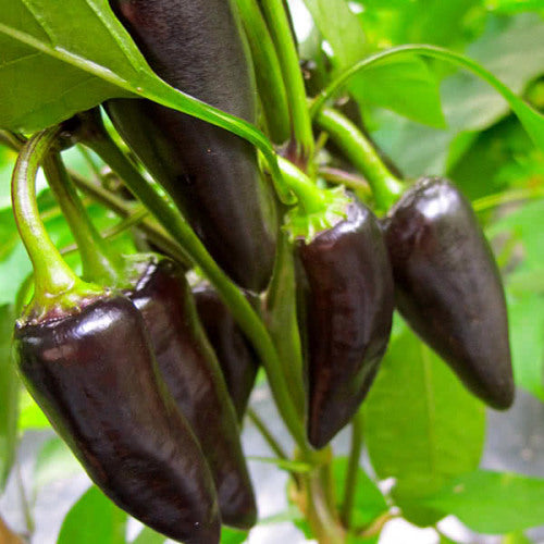 Purple Jalapeno Chilli Pepper - Heirloom Vegetable - Capsicum annuum - 20 Seeds