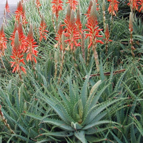 Aloe spinosissima - Spider Aloe - Succulent - 5 Seeds