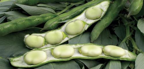Aquadulce Broad Bean - ORGANIC - Heirloom Vegetable - 5 Seeds