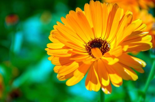 Calendula Edible Flower - ORGANIC - Heirloom Edible Flower - 20 Seeds