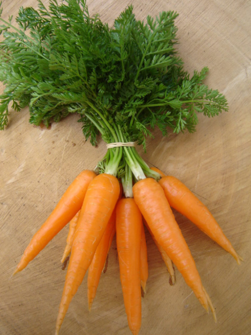 Dulcina Nantes Carrot - ORGANIC - Heirloom Vegetable - 200 Seeds