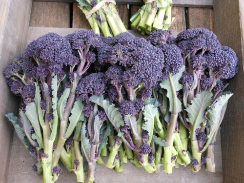 Purple Broccoli - ORGANIC - Heirloom Vegetable - 20 Seeds