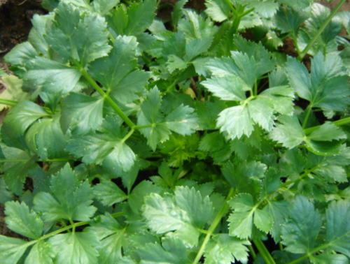 Soup Celery - ORGANIC - Heirloom Vegetable - 200 Seeds
