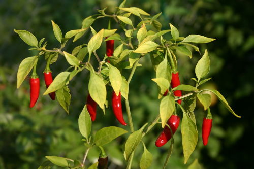 Birds Eye Chilli Pepper - ORGANIC - Heirloom Vegetable - 20 Seeds