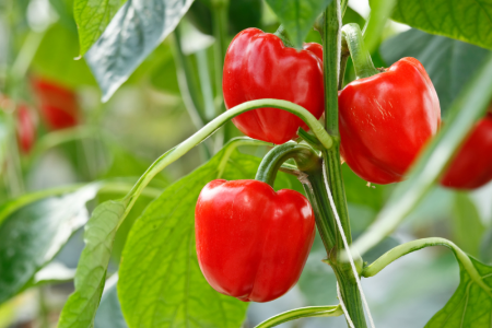 Piquante Sweet Chilli Pepper - ORGANIC - Heirloom Vegetable - 10 Seeds