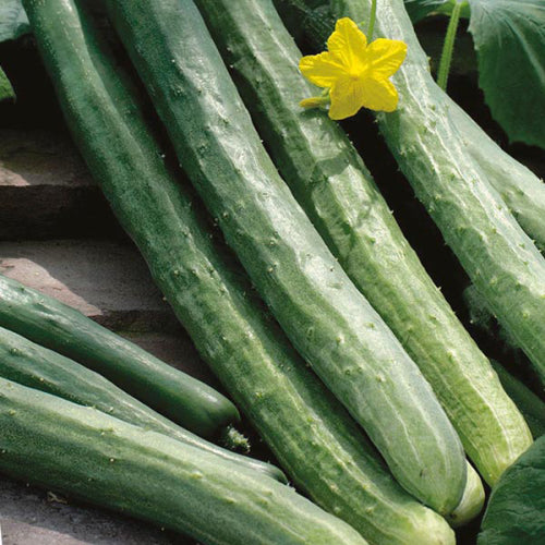 Chinese Snake Cucumber - ORGANIC - Heirloom Vegetable - 5 Seeds