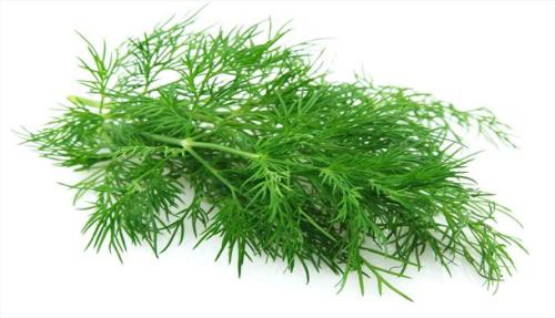 Fennel - ORGANIC - Heirloom Herb - 100 Seeds