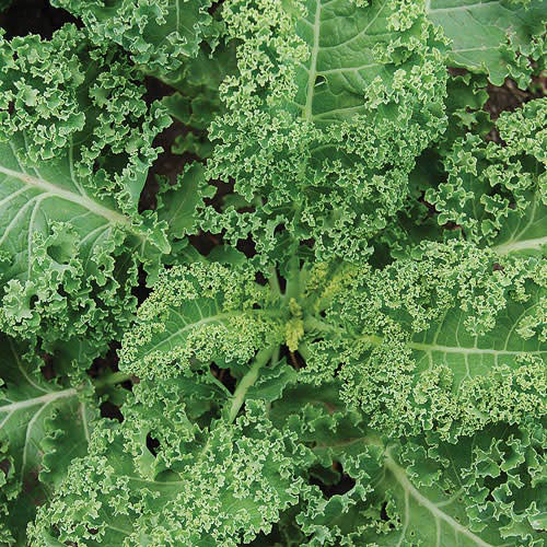 Halbhoher Kale - ORGANIC - Heirloom Vegetable - 20 Seeds