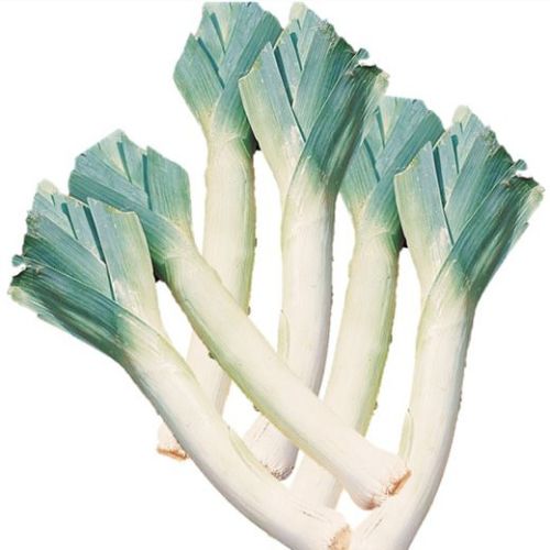 Carentan Leek - ORGANIC - Heirloom Vegetable - 200 Seeds