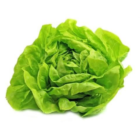 Green Ultra Butterhead Lettuce - ORGANIC - Heirloom Vegetable - 100 Seeds