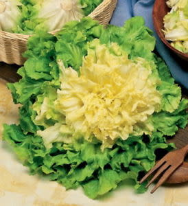 Bubikopf Endive / Escarole - ORGANIC - Heirloom Vegetable - 100 Seeds