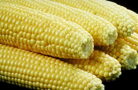 Golden Bantam Sweetcorn - ORGANIC - Heirloom Vegetable - 10 Seeds