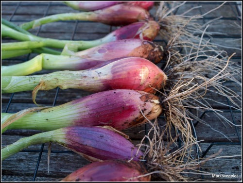 Red Florence Bunching / Salad Onion - ORGANIC - Heirloom Vegetable - 50 Seeds
