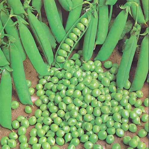 Green Arrow Peas - ORGANIC - Heirloom Vegetable - 10 Seeds