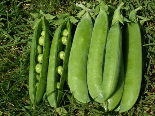 Weggisser Mange Tout - ORGANIC - Heirloom Vegetable - 10 Seeds