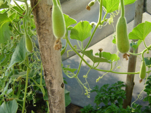Itala African Gourd /  Squash - ORGANIC - Heirloom Vegetable - 5 Seeds