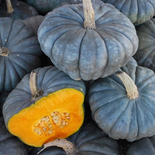 Queensland Blue  Pumpkin - ORGANIC - Heirloom Vegetable - 5 Seeds