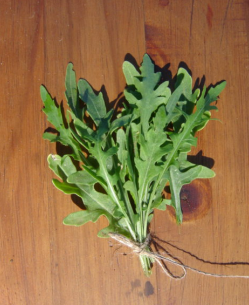 Arucola Wild  Rocket - ORGANIC - Heirloom Herb - 100 Seeds