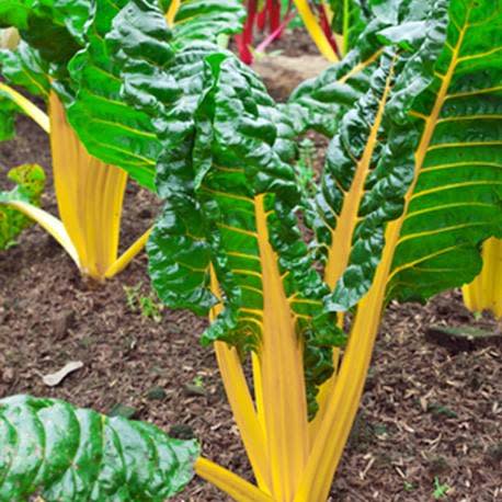 Yellow Swiss Chard - ORGANIC - Heirloom Vegetable - 50 Seeds