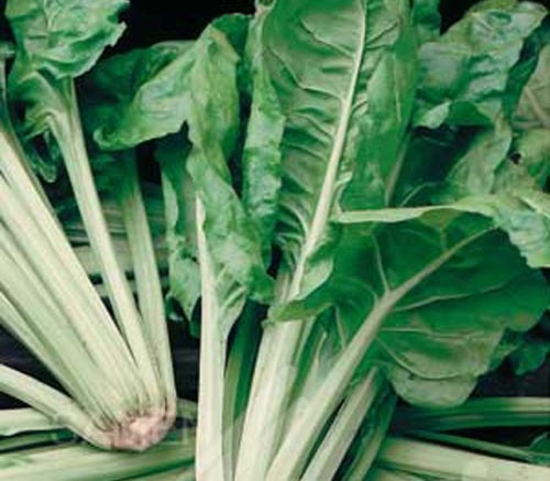 Gruener Schnittmangold Swiss Chard - ORGANIC - Heirloom Vegetable - 50 Seeds