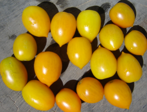 bella rosa tomato seeds Yellow Bella Rosa Cherry Tomato Seeds