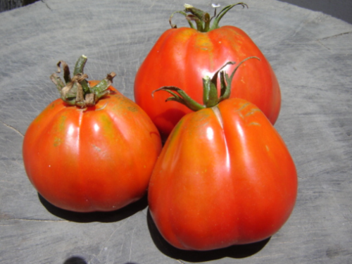 Akker Tomato - ORGANIC - Heirloom Vegetable - 20 Seeds