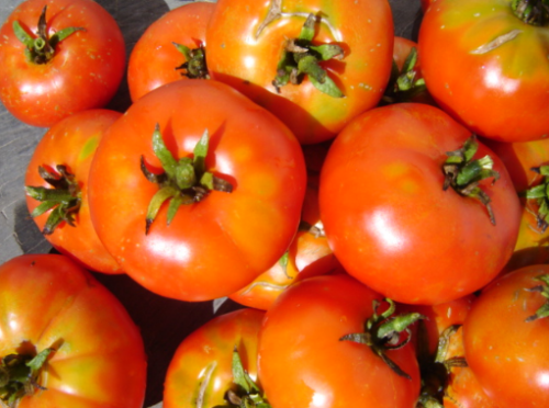 Marmande Tomato - ORGANIC - Heirloom Vegetable - 20 Seeds