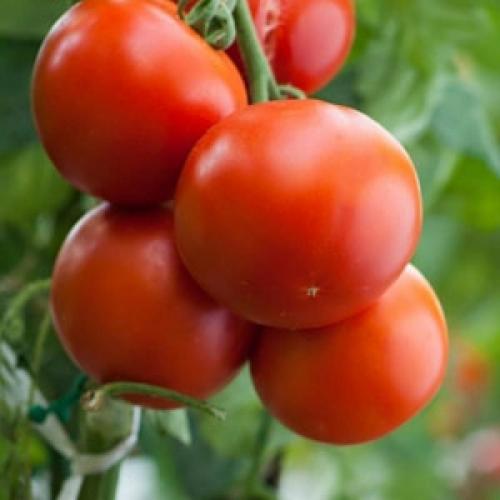 Rodade Tomato - ORGANIC - Heirloom Vegetable - 20 Seeds