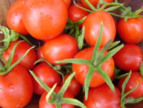 Santorini Tomato - ORGANIC - Heirloom Vegetable - 20 Seeds