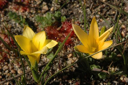 Romulea Triflora - Indigenous South African Bulb - 10 Seeds