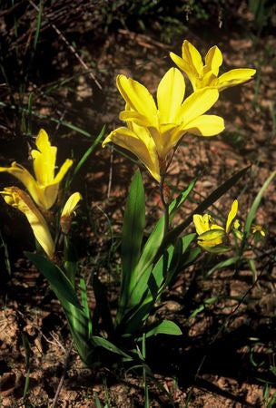 Sparaxis Grandiflora ssp. Acutiloba - Indigenous South African Bulb - 10 Seeds