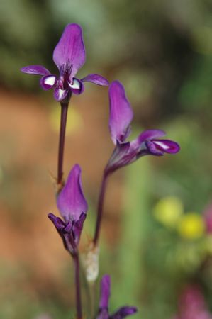 Sparaxis Meterlekampiae - Indigenous South African Bulb - 10 Seeds