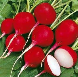 Cherry Belle Radish - Heirloom Vegetable - Raphanus Sativus - 200 Seeds