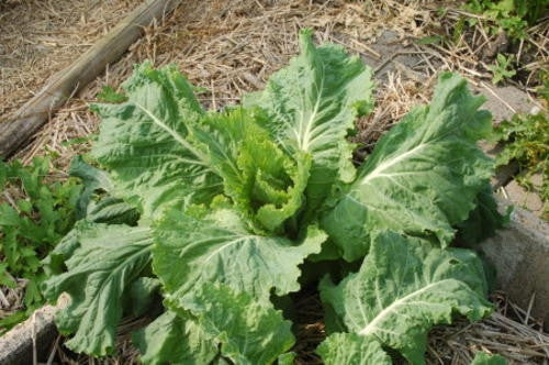 Cape Spitz Cabbage - Brassica Oleracea - 100 Seeds