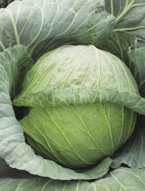 Glory of Enkhuizen Cabbage - Brassica Oleracea - 100 Seeds