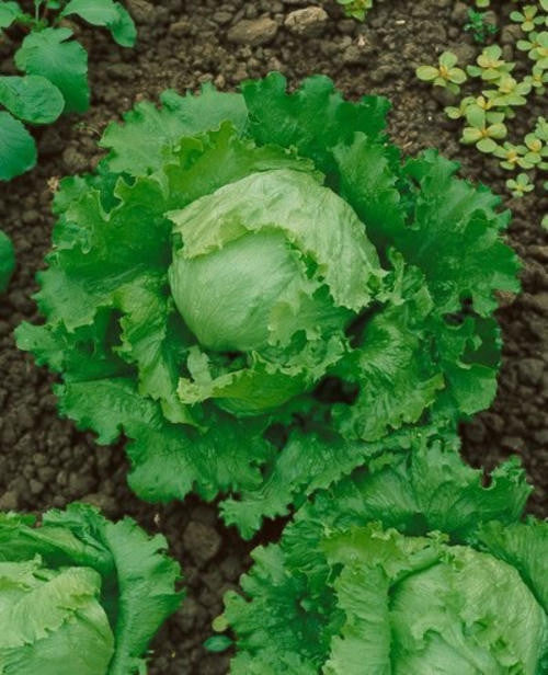 Great Lakes Lettuce - Lactuca Sativa - 100 Seeds