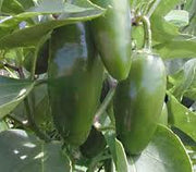 Jalapeno Chilli Pepper - Capsicum Annuum - 50 Seeds