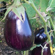 Black Beauty Eggplant - Solanum Melongena - 100 Seeds