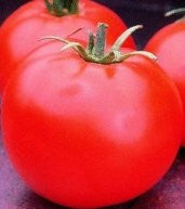 Heinz Tomato - Lycopersicon Esculentum - 50 Seeds