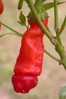 Red Peter Chilli Pepper - Capsicum Annuum - Seeds