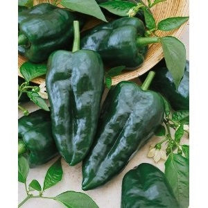 Ancho Grande Chilli Pepper - Poblano Ancho - Capsicum Annuum - 10 Seeds