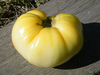 Great White Beefsteak Tomato - Lycopersicon Esculentum - 10 Seeds