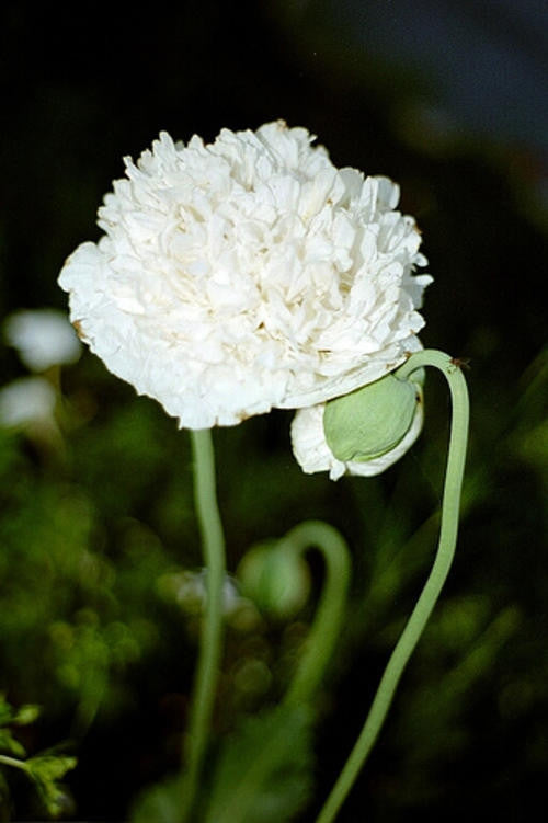 White Cloud Poppy Annual - Papaver Somniferum - 20 Seeds