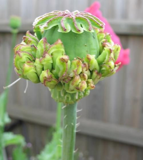 Hen & Chicks Poppy Annual - Papaver Somniferum - 20 Seeds