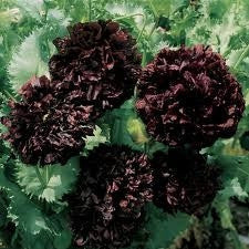 Black Peony Poppy Annual - Papver Paeoniflorum - 20 Seeds