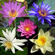 Mixed Water Lilies Aquatic - Nymphaea ssp - 10 Seeds