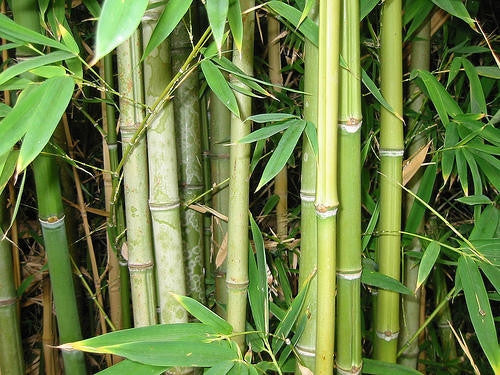Giant Bamboo - Bambusa arundinacea - 10 Seeds