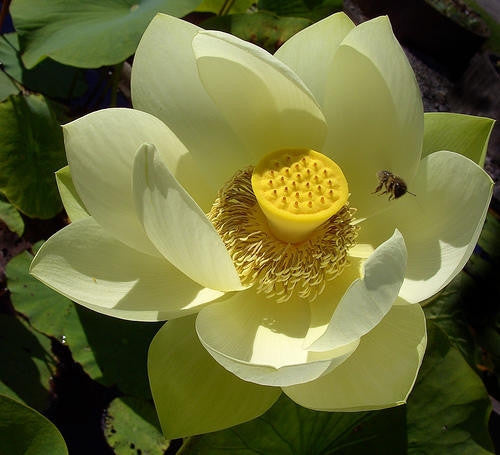 Yellow Sacred Lotus Water Lily Aquatic - Nelumbo Nucifera  - 5 Seeds